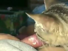 Porn with cat sucking man’s cock