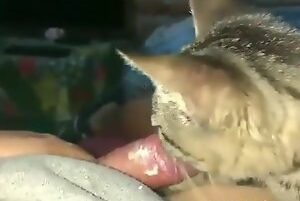 Porn with cat sucking man's cock