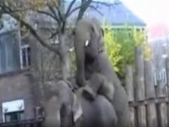 Sex between elephants outdoors
