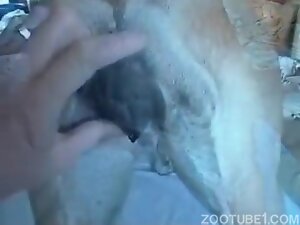Sex with dog, man sticking in dog - Zoo Xvideos