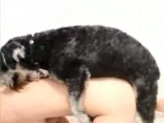 Small furry breed dog eating woman’s pussy