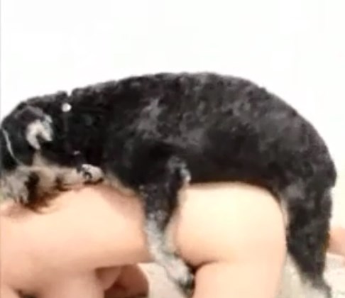 Small furry breed dog eating woman's pussy