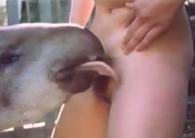 Tapir having sex with a hot woman