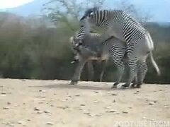 Zebra having sex with another zebra