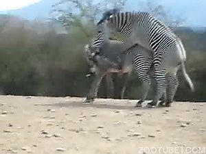 Zebra having sex with another zebra