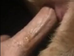 Zoophilia anal porn eating dog’s ass