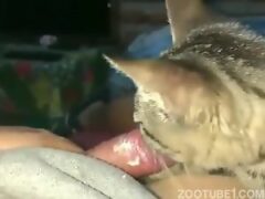 Gay man enjoys oral sex by cats