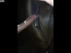 Man eating mare from delicious pussy