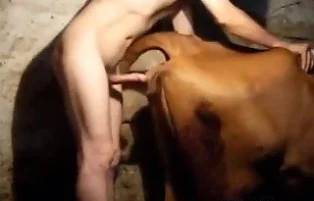 Zoophiliaman sticking in the cow's pussy