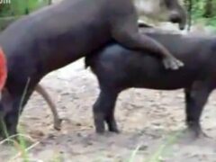 Amateur porn video of sex between animals