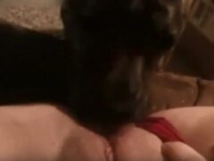 Dog licks owner’s pussy and tail