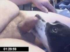 Fat gay man gets oral sex from female dog