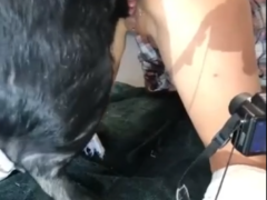 First video of wild boar fucking teen naughty