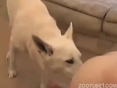 Gay man orders his dog to suck his ass