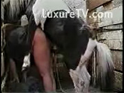 Horse fucking his owner’s wife hard