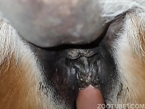 300px x 225px - I got very excited fucking mare's tail - Zoo Xvideos