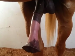 I made a porn video of the biggest horse penis in America
