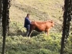 Man fucks cow in the pasture and cums