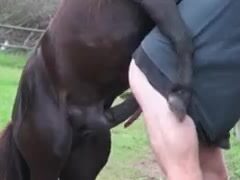 My name is Chuck and I like anal with huge horses