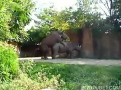 Rhinos fucking in the zoo