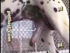 Big dick dalmata getting in on the action