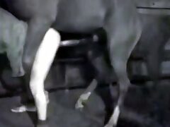 Big horse addicted to gay ass fucking