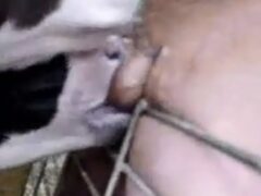 Calf sucking and hurting the farmer’s penis