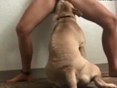 Fat dog licking the small pussy of his mistress