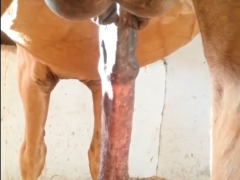 I made video of naughty horse having erections