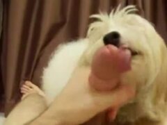 Little dog gets cumshot from his naughty owner