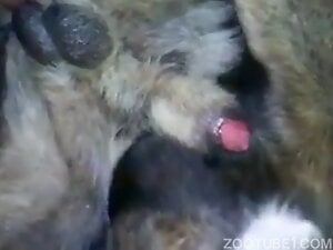 Dog And Man Xx Video - Man fucks dogs during zoophilia at home - Zoo Xvideos