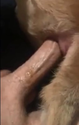 Guys Fucking Female Animals - Man with 23 cm cock fucking female dog - Zoo Xvideos