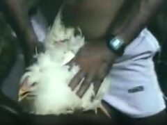 Ugly man fucking chicken during the dawn