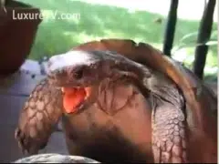 Amateur video with turtles having sex
