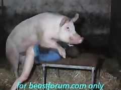 Big pig playing with the gay farmer’s ass