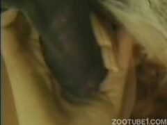 Hippie bitch doing oral in horses