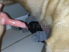 Naughty gay man caresses the dog’s erect penis