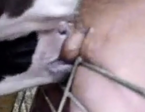 Cow Dog Xxx - Porn with married man getting oral from young cow - Zoo Xvideos