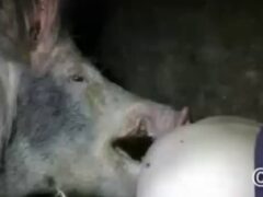 Amateur video made by a gay man and his pig