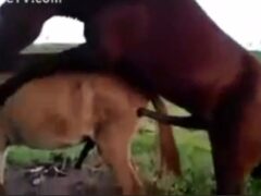 Big wild steed fucking a naughty mare