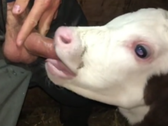 Cumming madly in a cow’s mouth