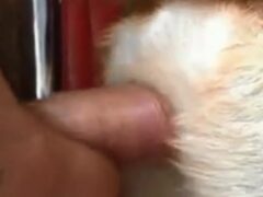 Dog sits in the armchair and his owner fucks his pussy