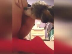 I made a sensational video getting oral from the dog