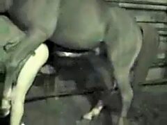 Night cameras catch gay fucking with horse