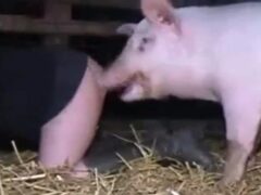 Porn movie made with pigs and naughty woman