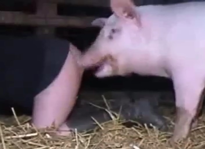 Women Having Sex With Pigs - Porn movie made with pigs and naughty woman - Zoo Xvideos