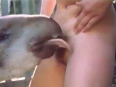 Tapir fucking a woman’s small pussy
