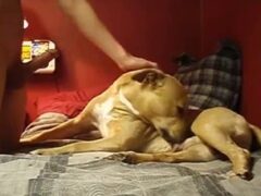 Young man of 23 years puts cock in the mouth of the girlfriend’s dog
