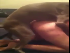Amateur gay video with dogs