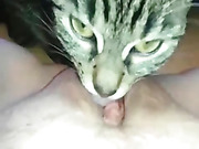 Beautiful, sexy cat makes her owner squirt
